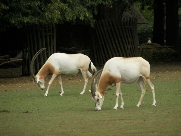 Zoo Krefeld #Zoo