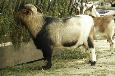 Zoo Krefeld - Niemcy #Zoo