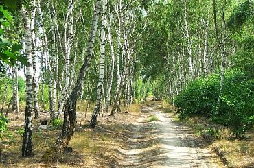 Do Puław wracamy drogą wzdłuż torów. #las #droga #ścieżka #brzoza #brzozy