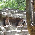 Zoo Krefeld - Niemcy #Zoo