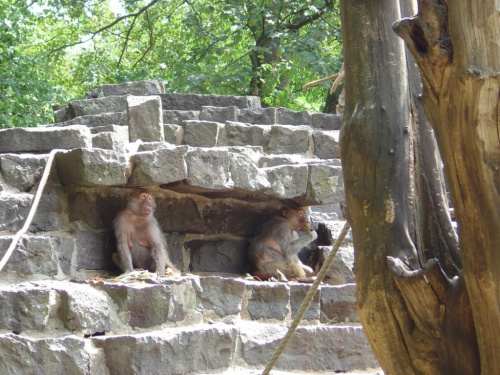 Zoo Krefeld - Niemcy #Zoo
