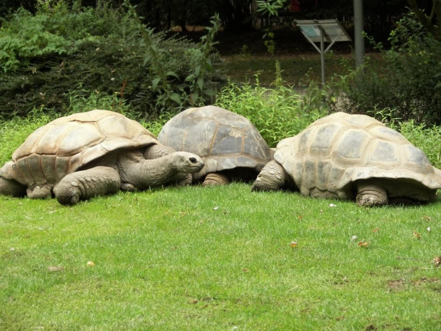 Zoo Krefeld #Zoo