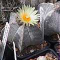 Astrophytum myriostigma