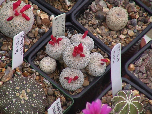 Epithelantha micromeris