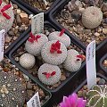 Epithelantha micromeris