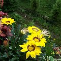 Gazania po deszczu