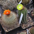 Parodia herzogii & Notocactus magnificus