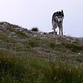 W pewnym momencie pojawił się straszny wilk