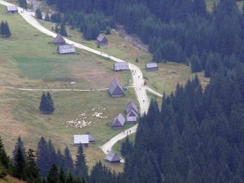 Wypas owiec w Dolinie Chochołowskiej.