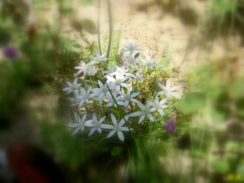 niedek #śniedek #rośliny #kwiaty #ogród