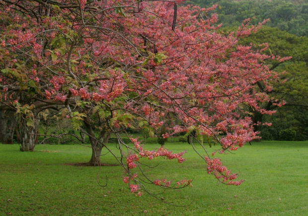 Kauai Island, Hawaii