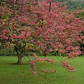 Kauai Island, Hawaii