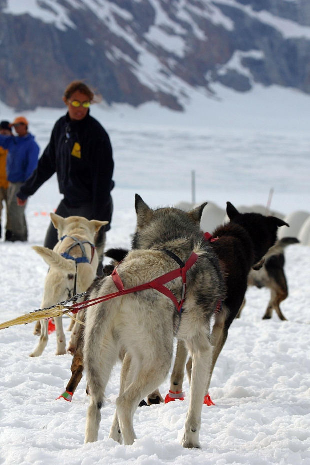 Dog Sled Camp at Juneau Glacier Allaska