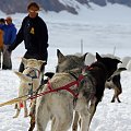 Dog Sled Camp at Juneau Glacier Allaska