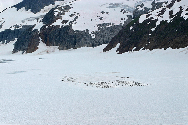 Dog Sled Camp at Juneau Glacier Allaska