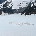 Dog Sled Camp at Juneau Glacier Allaska