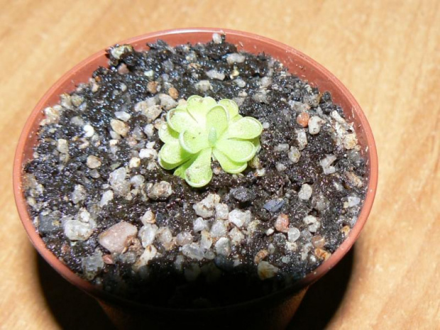 Pinguicula esseriana S