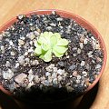 Pinguicula esseriana S