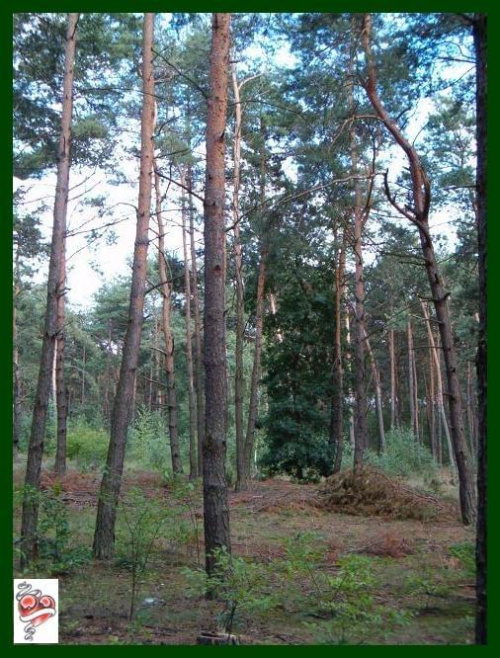 zakochany dąb w sosnie