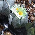 Astrophytum myriostigma