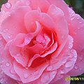 #kwiaty #deszcz #róża
