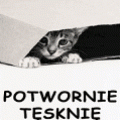 kotek:)