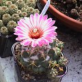Coryphantha elephantipes