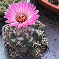 Coryphantha elephantipes