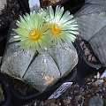 Astrophytum myriostigma