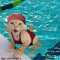 !!! #śmieszne #kot #basen #pływanie