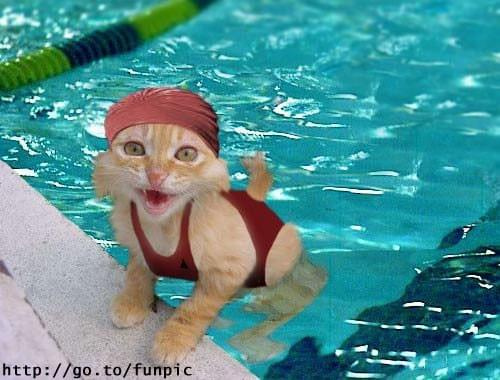 !!! #śmieszne #kot #basen #pływanie