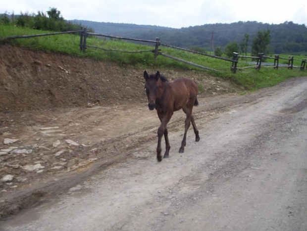 BIESZCZADY