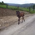 BIESZCZADY