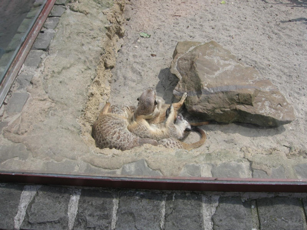 Śląskie ZOO 2006