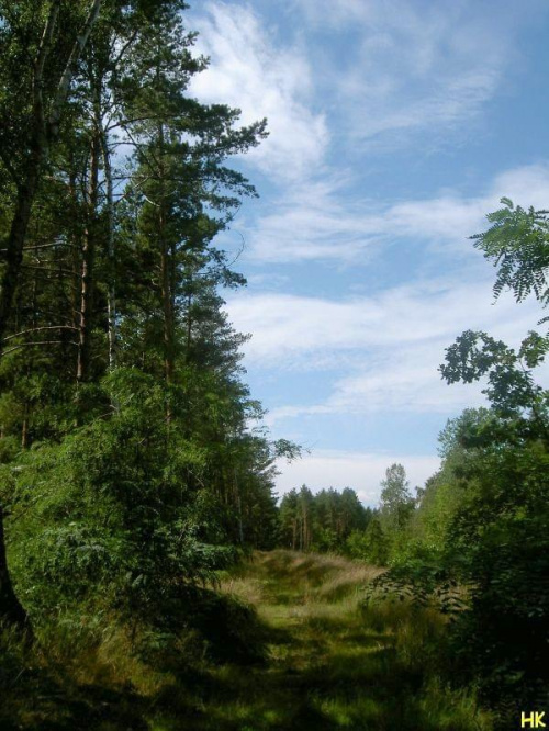 Mikoszewo #las #widok #przyroda