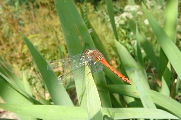 #ważka #słonecznik