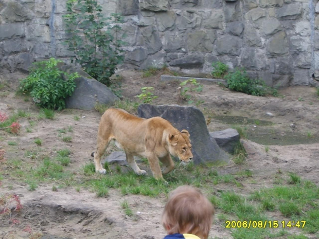 #zoo #zwierzęta #niewola