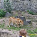 #zoo #zwierzęta #niewola