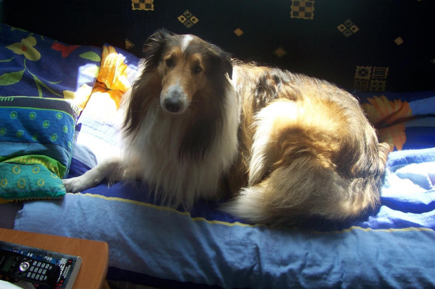 Z cyklu domowe zwierzštka - pies "Figaro" #pies #collie