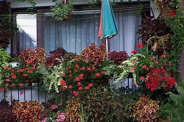 17 sierpnia #Sierpień2006 #balkon #kwiaty #koleusy