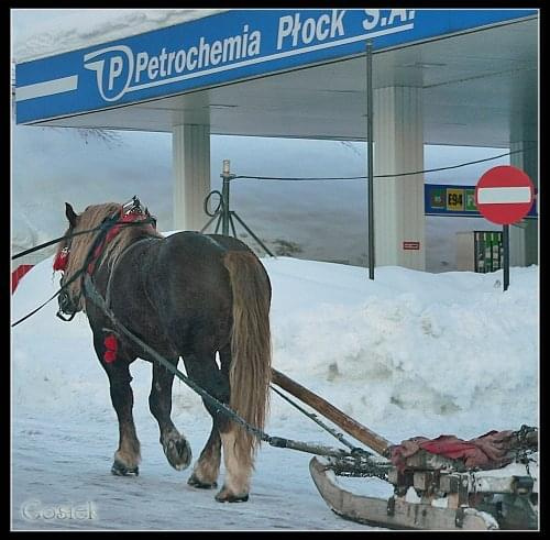 koń tankuje