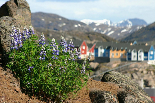 Greenland, Qaqortoq.
Spring just comming