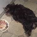 Pies rasy Yorkshire Terrier urodzony 04.06.2006 u nas w domu od 12.08.2006 (ok. godz. 17)