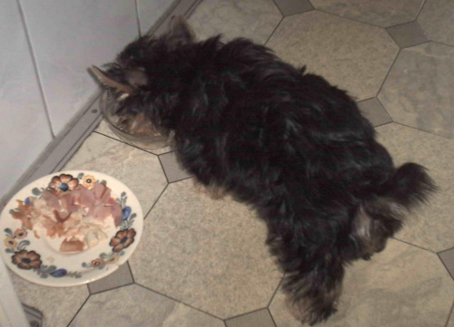 Pies rasy Yorkshire Terrier urodzony 04.06.2006 u nas w domu od 12.08.2006 (ok. godz. 17)