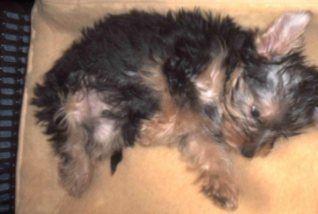 Pies rasy Yorkshire Terrier urodzony 04.06.2006 u nas w domu od 12.08.2006 (ok. godz. 17)