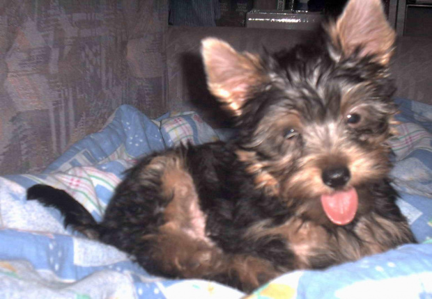 Pies rasy Yorkshire Terrier urodzony 04.06.2006 u nas w domu od 12.08.2006 (ok. godz. 17)