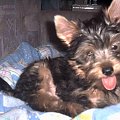 Pies rasy Yorkshire Terrier urodzony 04.06.2006 u nas w domu od 12.08.2006 (ok. godz. 17)