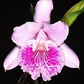 #orchid7