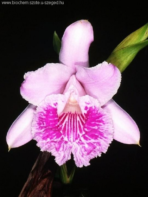 #orchid7