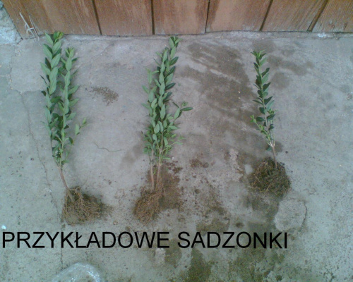 przykładowe sadzonki ligustra